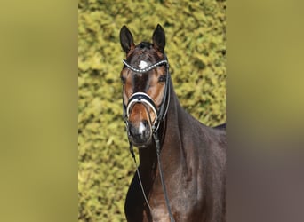 Westfaliano, Castrone, 6 Anni, 167 cm, Baio scuro