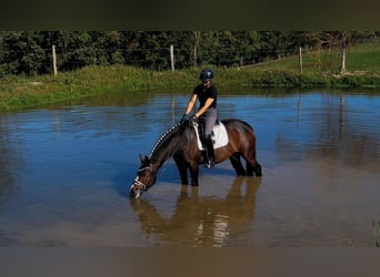 Westfaliano, Castrone, 6 Anni, 167 cm, Baio scuro