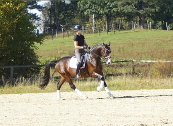 Westfaliano, Castrone, 6 Anni, 167 cm, Baio scuro