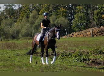 Westfaliano, Castrone, 6 Anni, 167 cm, Baio scuro