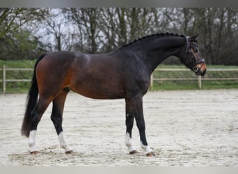 Westfaliano, Castrone, 6 Anni, 167 cm, Baio scuro