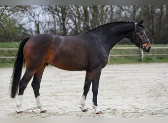 Westfaliano, Castrone, 6 Anni, 167 cm, Baio scuro
