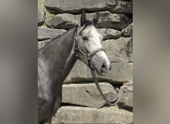 Westfaliano, Castrone, 6 Anni, 167 cm