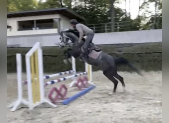 Westfaliano, Castrone, 6 Anni, 167 cm