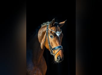 Westfaliano, Castrone, 6 Anni, 168 cm, Baio