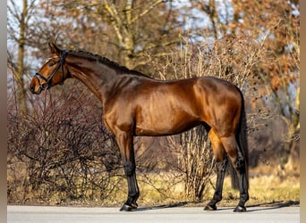 Westfaliano, Castrone, 6 Anni, 168 cm, Baio