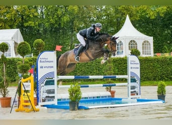 Westfaliano, Castrone, 6 Anni, 168 cm, Baio