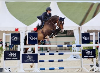 Westfaliano, Castrone, 6 Anni, 168 cm, Baio