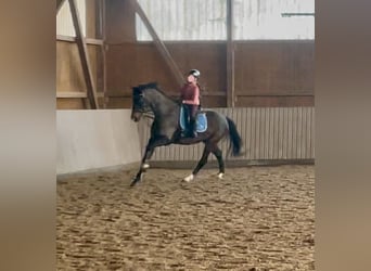 Westfaliano, Castrone, 6 Anni, 168 cm, Baio scuro