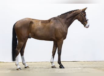 Westfaliano, Castrone, 6 Anni, 168 cm