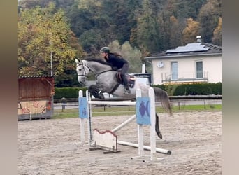 Westfaliano, Castrone, 6 Anni, 168 cm, Grigio