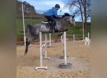 Westfaliano, Castrone, 6 Anni, 168 cm, Grigio ferro