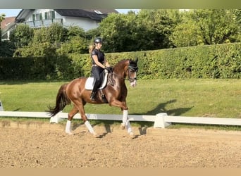 Westfaliano, Castrone, 6 Anni, 168 cm, Sauro scuro