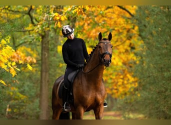 Westfaliano, Castrone, 6 Anni, 169 cm, Baio ciliegia