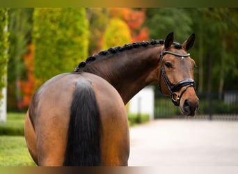 Westfaliano, Castrone, 6 Anni, 169 cm, Baio ciliegia