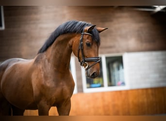 Westfaliano, Castrone, 6 Anni, 169 cm, Baio ciliegia