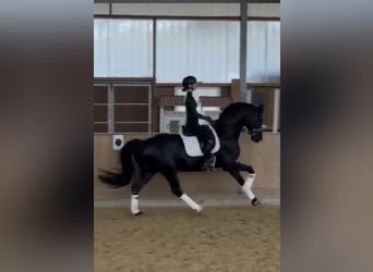 Westfaliano, Castrone, 6 Anni, 169 cm, Morello