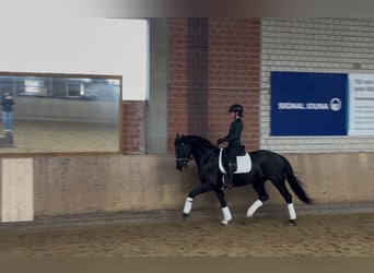 Westfaliano, Castrone, 6 Anni, 169 cm, Morello