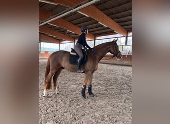 Westfaliano, Castrone, 6 Anni, 169 cm, Sauro