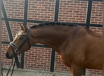 Westfaliano, Castrone, 6 Anni, 170 cm, Baio