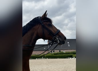 Westfaliano, Castrone, 6 Anni, 170 cm, Baio
