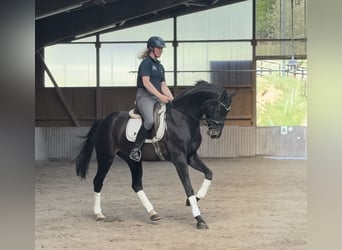 Westfaliano, Castrone, 6 Anni, 170 cm, Morello