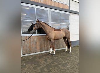 Westfaliano, Castrone, 6 Anni, 170 cm, Sauro