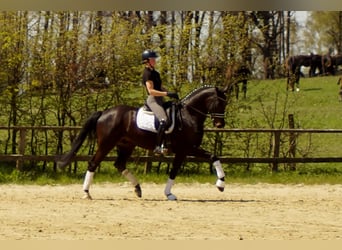 Westfaliano, Castrone, 6 Anni, 172 cm, Baio nero
