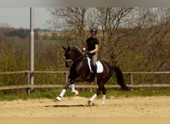 Westfaliano, Castrone, 6 Anni, 172 cm, Baio nero