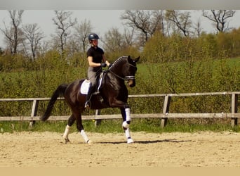 Westfaliano, Castrone, 6 Anni, 172 cm, Baio nero