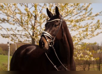 Westfaliano, Castrone, 6 Anni, 172 cm, Baio nero