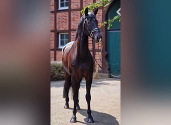 Westfaliano, Castrone, 6 Anni, 172 cm, Baio nero