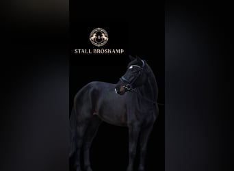 Westfaliano, Castrone, 6 Anni, 172 cm, Baio nero