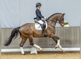 Westfaliano, Castrone, 6 Anni, 173 cm, Baio