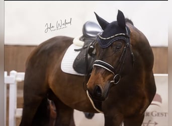 Westfaliano, Castrone, 6 Anni, 173 cm, Baio