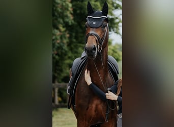 Westfaliano, Castrone, 6 Anni, 173 cm, Baio