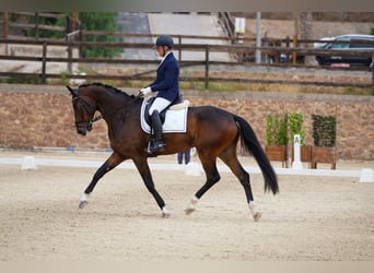 Westfaliano, Castrone, 6 Anni, 174 cm, Baio scuro