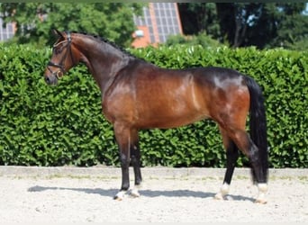 Westfaliano, Castrone, 6 Anni, 174 cm, Baio scuro