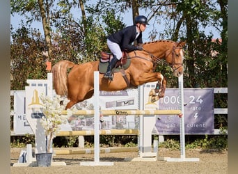 Westfaliano, Castrone, 6 Anni, 174 cm, Sauro scuro