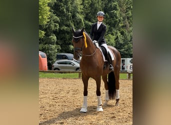 Westfaliano, Castrone, 6 Anni, 175 cm, Sauro scuro