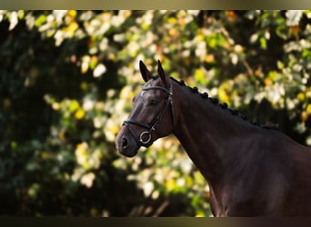 Westfaliano, Castrone, 6 Anni, 177 cm, Baio scuro