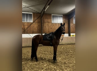 Westfaliano, Castrone, 6 Anni, 178 cm, Baio