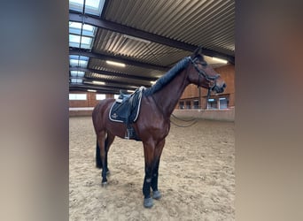 Westfaliano, Castrone, 6 Anni, 178 cm, Baio