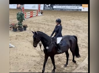 Westfaliano, Castrone, 6 Anni, 178 cm, Baio nero