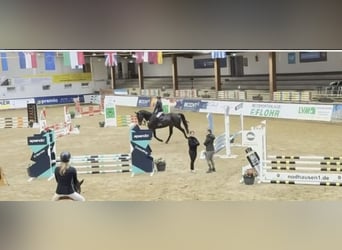 Westfaliano, Castrone, 6 Anni, 178 cm, Baio nero