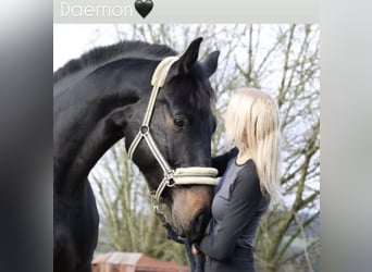 Westfaliano, Castrone, 6 Anni, 178 cm, Baio nero