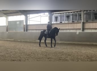 Westfaliano, Castrone, 6 Anni, 178 cm, Baio nero