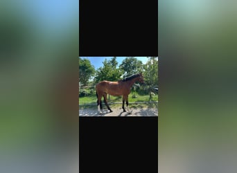 Westfaliano, Castrone, 6 Anni, 180 cm, Baio