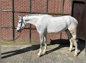 Westfaliano, Castrone, 6 Anni, 180 cm, Grigio