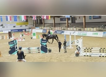 Westfaliano, Castrone, 6 Anni, 182 cm, Baio nero